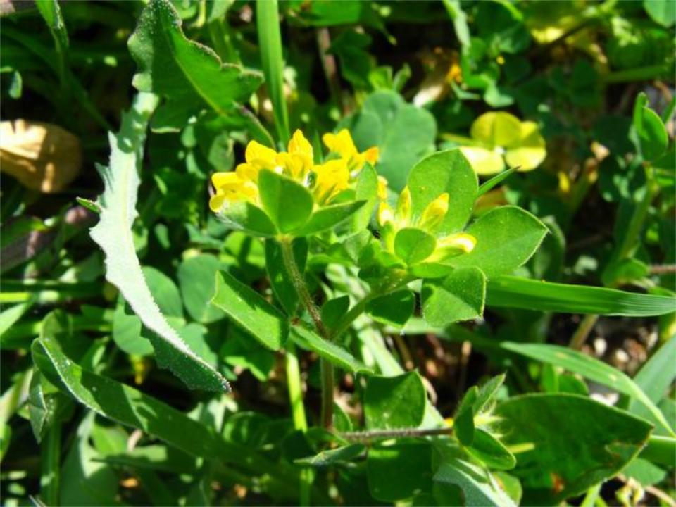 Lotus ornithopodioides